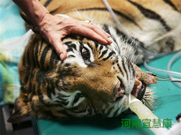 宠物眼科手术