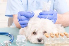 动物医疗器械全身关节固定术