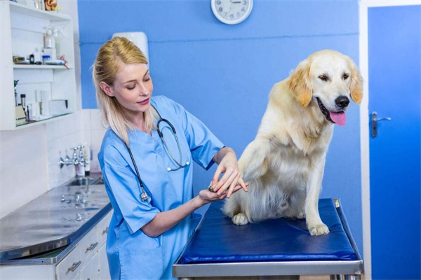 小动物跗骨后腿脱臼和半脱臼的手术治疗