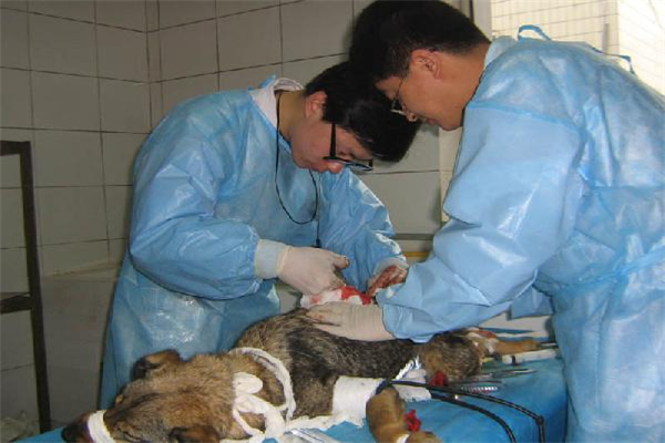 动物腓肠肌腱撕裂治疗使用的动物医疗器械