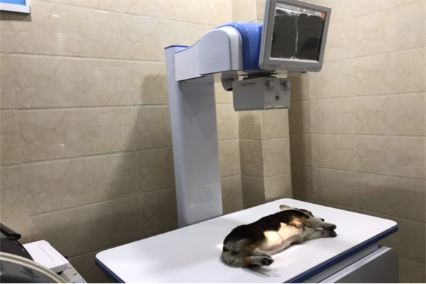 动物慢性跟骨治疗使用的动物医疗器械