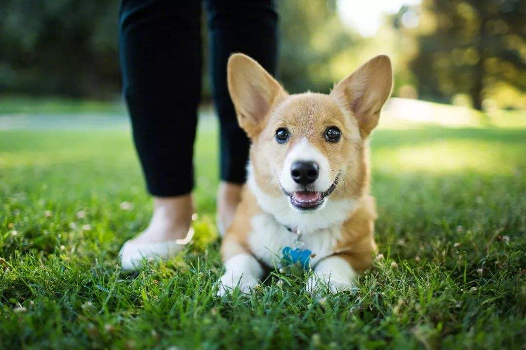 犬猫眨眼异常的原因及治疗方法