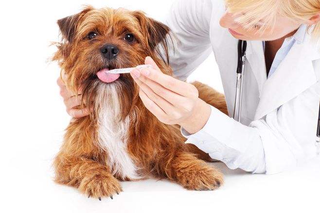 犬猫视网膜电图的检查