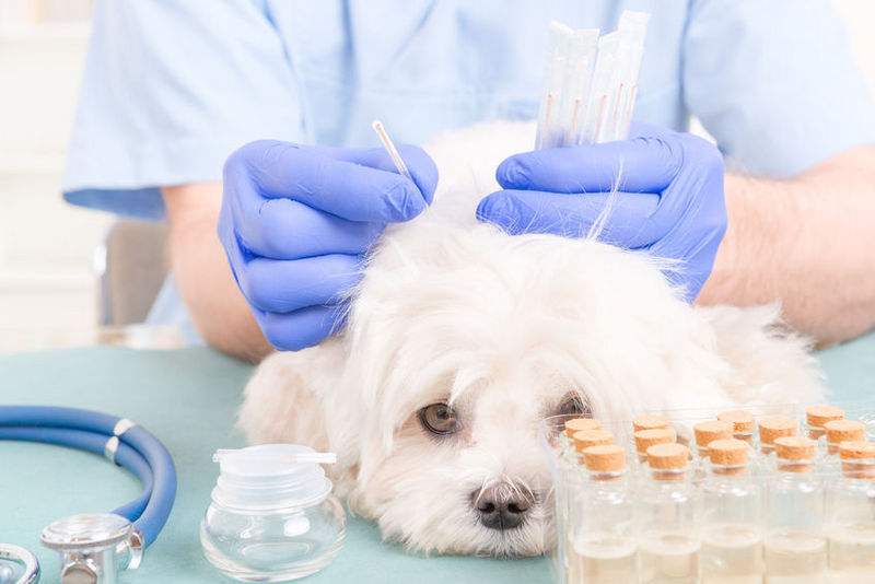 犬猫视网膜电图的检查