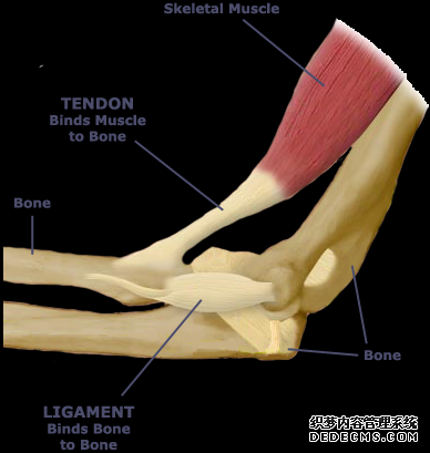 tendon_ligament_diagram
