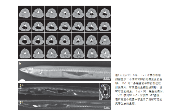 欧洲鳗鲡感染评估的比较成像