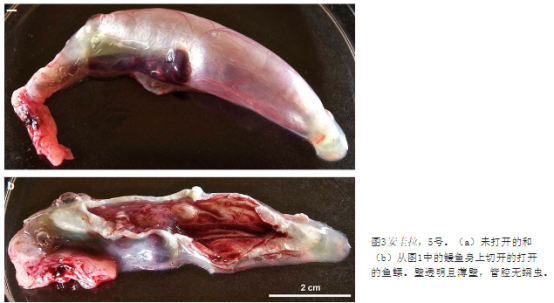 欧洲鳗鲡感染评估的比较成像