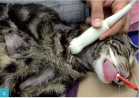 猫胸部超声的扫查技术