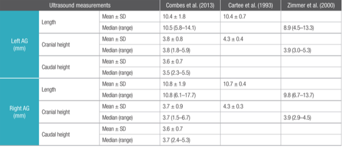 不同作者提供的健康猫肾上腺超声测量参考值
