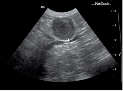 肾上腺皮质功能亢进的患猫的左侧肾上腺的矢状面