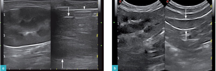 健康猫的分屏影像 健康猫的分屏影像