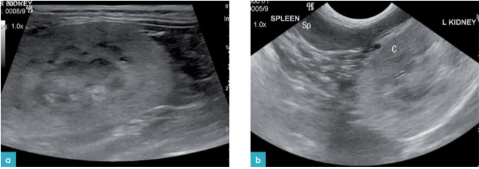 急性患有乙二醇中毒猫的肾脏纵向视图 急性患有乙二醇中毒猫的肾脏纵向视图