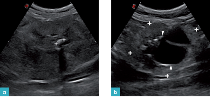 患有慢性肾脏病的十二岁雄性猫 患有慢性肾脏病的十二岁雄性猫