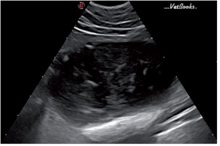 患有FLUTD的动物的膀胱影像