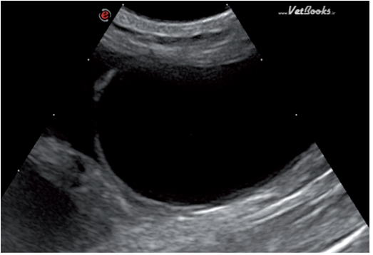 在患猫的后腹腔发现有腹膜腔积液。