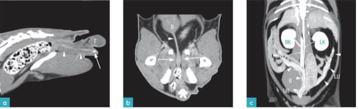未去势公猫软组织增强CT矢状面观重建图像。