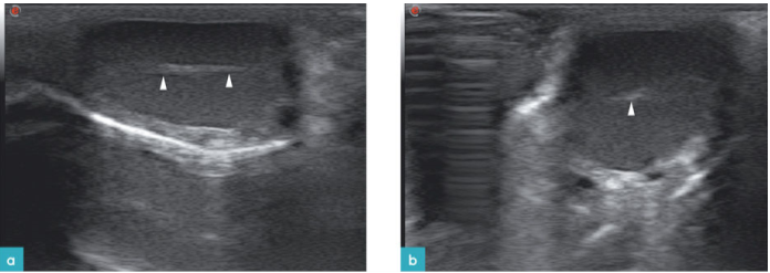 一只11岁健康公猫的睾丸矢状面和横截面