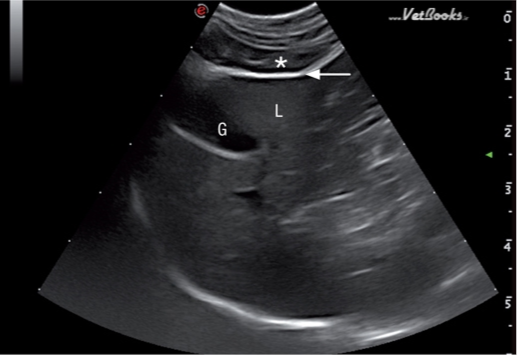 镰状脂肪位于肝脏的腹侧 镰状脂肪位于肝脏的腹侧