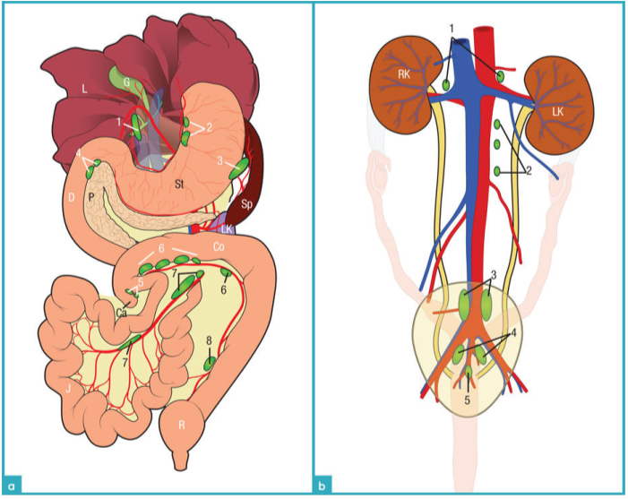 腹部淋巴结的分布图以及之间的相对位置关系 腹部淋巴结的分布图以及之间的相对位置关系