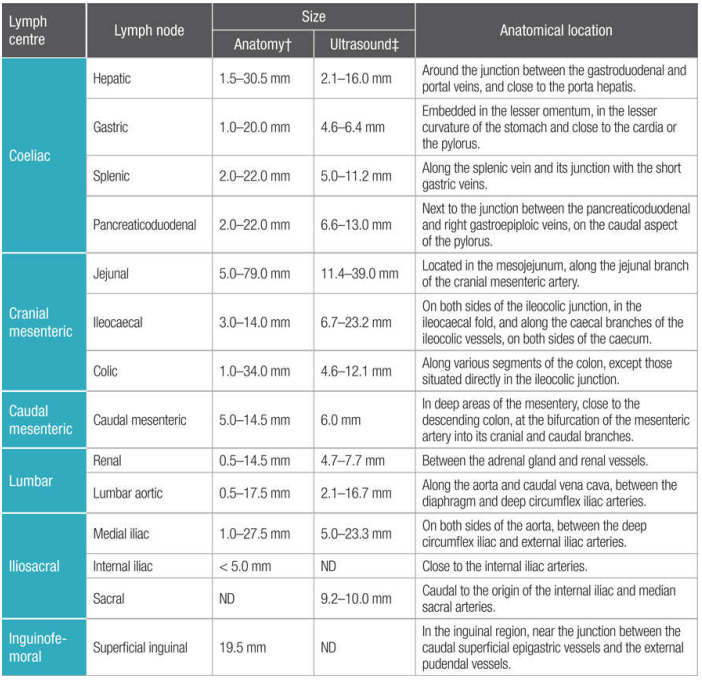 腹部淋巴结的位置与大小 腹部淋巴结的位置与大小