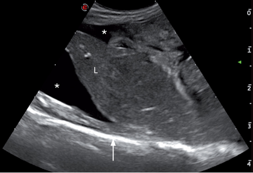 14的老年猫患有慢性腹泻，体重减轻