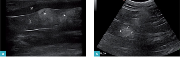 动物的脾胃韧带上有多个结节，细胞学诊断为FIP的肉芽肿