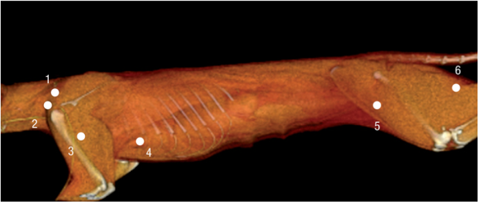 猫浅表淋巴结位置图