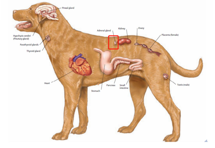 图犬主要内分泌器官的位置,红框内为肾上腺。 图犬主要内分泌器官的位置,红框内为肾上腺。