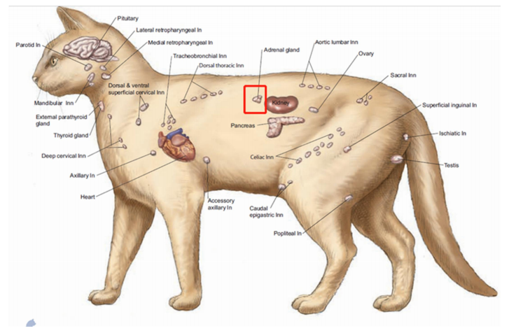 图猫主要内分泌器官及主要淋巴结的位置,红框内为肾上腺。 图猫主要内分泌器官及主要淋巴结的位置,红框内为肾上腺。