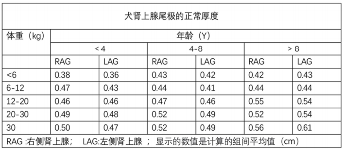 犬肾上腺尾极的正常厚度 犬肾上腺尾极的正常厚度