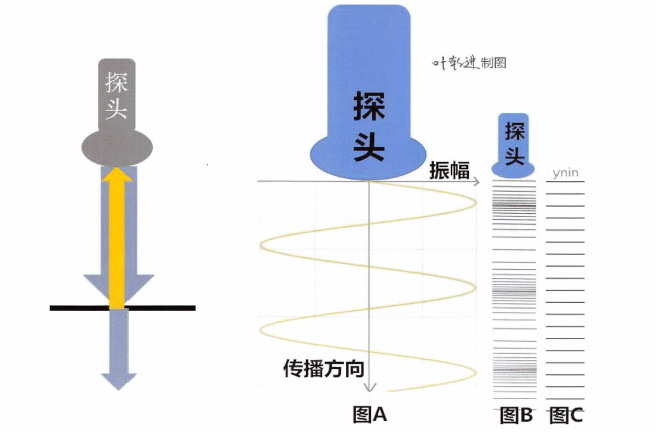 左图为波的反射、透射示意图。右图为超声波发射时对介质的影响示意图:图A表示超声波的传播方向，图B探头发出声波会使动物体组织中的每一个质点发生规律性运动，图中细线密集处是超声波导致的质点密集(对应图A中的波峰)，细线稀疏的地方是超声波导致的质点稀疏(对应图A中的波谷)，而没有超声波时组织中的质点表示出来应该是均匀的细线(如C图)。