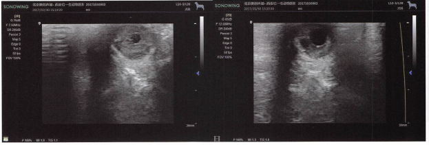 一只正常比熊犬的眼科扫查，可以看到瞳孔以及瞳孔周围的虹膜。