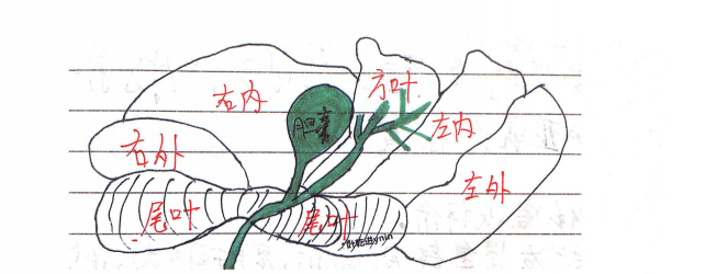 肝脏解剖结构示意图 肝脏解剖结构示意图