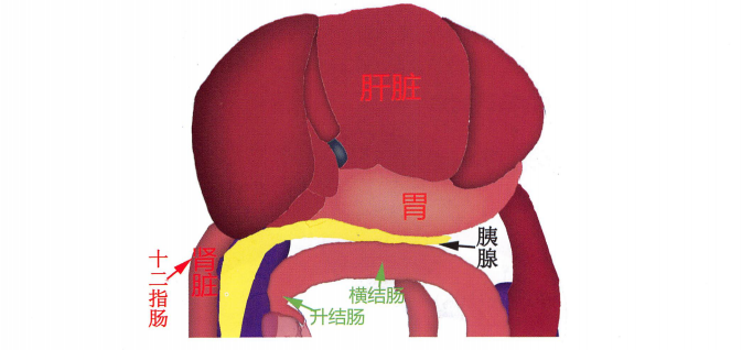 肝脏解剖结构示意图 肝脏解剖结构示意图