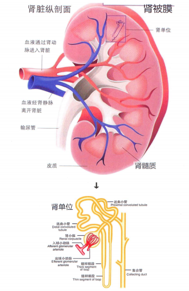 宠物肾脏的平面解剖图 宠物肾脏的平面解剖图