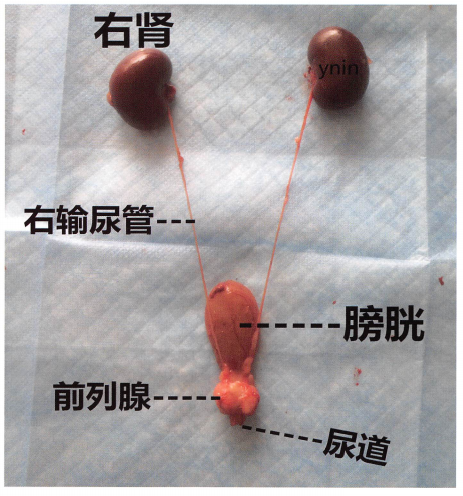 一只1岁博美犬因心脏病猝死后剖检,图为肾、输尿管、膀胱、前列腺、尿道的位置关系。此图由作者拍摄,但是编写本书时作者从未伤害任何动物,所有的解剖照片都是对死亡动物的剖检照片收集而来。 一只1岁博美犬因心脏病猝死后剖检,图为肾、输尿管、膀胱、前列腺、尿道的位置关系。此图由作者拍摄,但是编写本书时作者从未伤害任何动物,所有的解剖照片都是对死亡动物的剖检照片收集而来。
