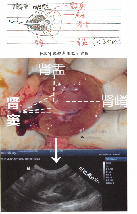 一只得了犬瘟热的犬,曾经做过B超,犬瘟热没有治好,动物死亡后进行了剖检,该动物肾脏没有发现明显的眼观变化,也没有发生超声图像的变化。就是说正常犬的肾脏的解剖结构就是如此,该犬的肾门处横切面如图也是正常的。 一只得了犬瘟热的犬,曾经做过B超,犬瘟热没有治好,动物死亡后进行了剖检,该动物肾脏没有发现明显的眼观变化,也没有发生超声图像的变化。就是说正常犬的肾脏的解剖结构就是如此,该犬的肾门处横切面如图也是正常的。