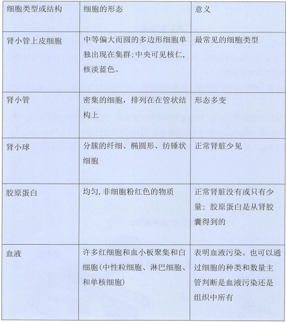 正常的肾脏细胞学 正常的肾脏细胞学