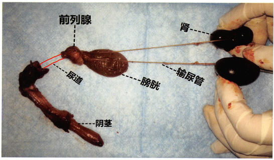 为了便于理解,我将一只死亡动物的相应器官按照正常时的位置摆在一起。此图由作者拍摄,但是编写本书时作者从未伤害任何动物,所有的解剖照片都是对死亡动物的剖检照片收集而来。 为了便于理解,我将一只死亡动物的相应器官按照正常时的位置摆在一起。此图由作者拍摄,但是编写本书时作者从未伤害任何动物,所有的解剖照片都是对死亡动物的剖检照片收集而来。