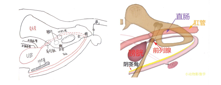 小动物影像学 小动物影像学