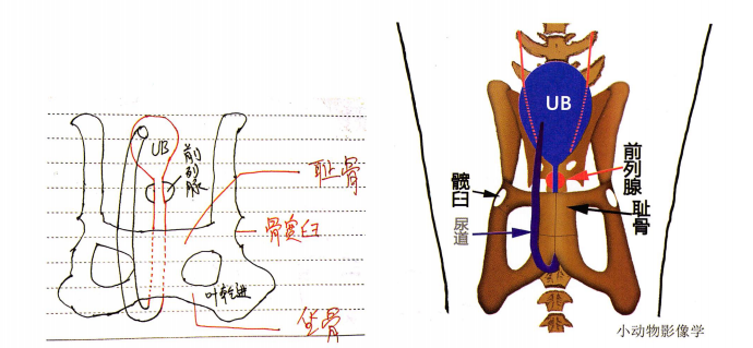 此图结合骨盆X光及膀胱尿道实际位置绘出。上图是左侧观。下图是腹侧观。实线的尿道代表超声可探查的尿道,虚线是指被耻骨遮挡的尿道,超声无法探查。UB:膀胱。 此图结合骨盆X光及膀胱尿道实际位置绘出。上图是左侧观。下图是腹侧观。实线的尿道代表超声可探查的尿道,虚线是指被耻骨遮挡的尿道,超声无法探查。UB:膀胱。