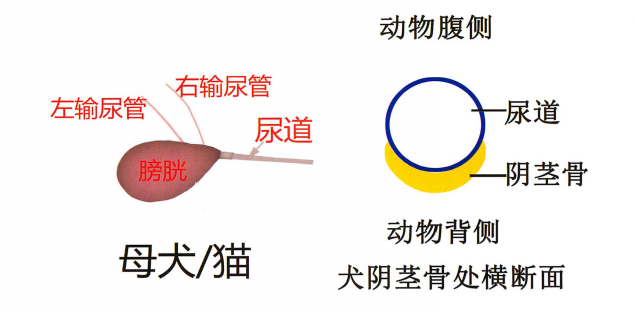 小动物影像学 小动物影像学