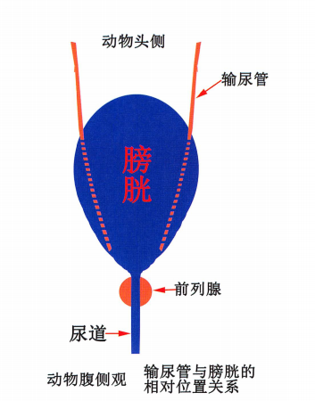 除上图显示的解剖结构外,CVC后腔静脉,A0腹主动脉、降结肠,子宫也位于膀胱背侧。 除上图显示的解剖结构外,CVC后腔静脉,A0腹主动脉、降结肠,子宫也位于膀胱背侧。