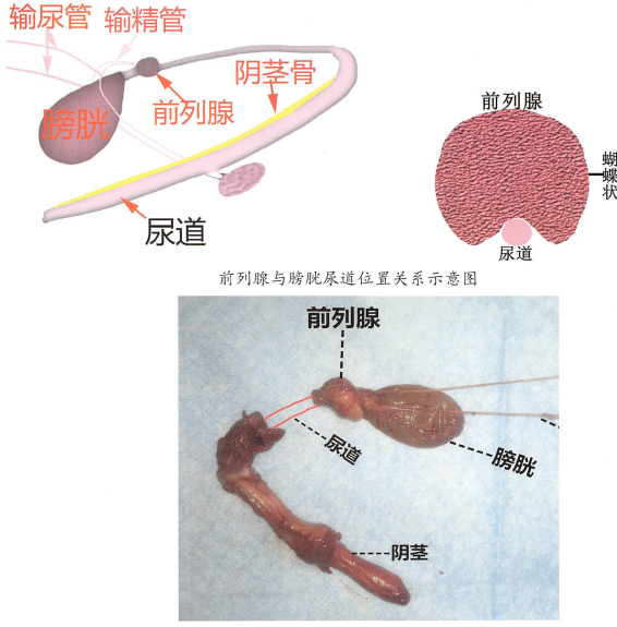 前列腺、尿道、膀胱解剖图 前列腺、尿道、膀胱解剖图