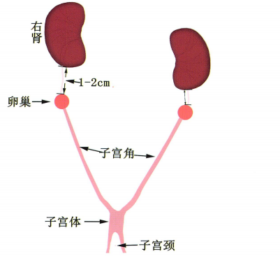 肾脏、卵巢子宫、膀胱位置关系示意图,犬子宫呈V形,猫呈丫形。 肾脏、卵巢子宫、膀胱位置关系示意图,犬子宫呈V形,猫呈丫形。