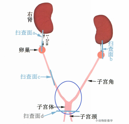 子宫的解剖图 子宫的解剖图