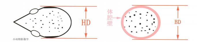手绘示意图:左图为颅横径HD测量、右图为体腔横径BD测量 手绘示意图:左图为颅横径HD测量、右图为体腔横径BD测量