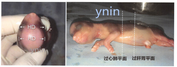一只早产的犬,出生时即死亡,对其进行观察有利于理解超声测量孕龄的方法 一只早产的犬,出生时即死亡,对其进行观察有利于理解超声测量孕龄的方法